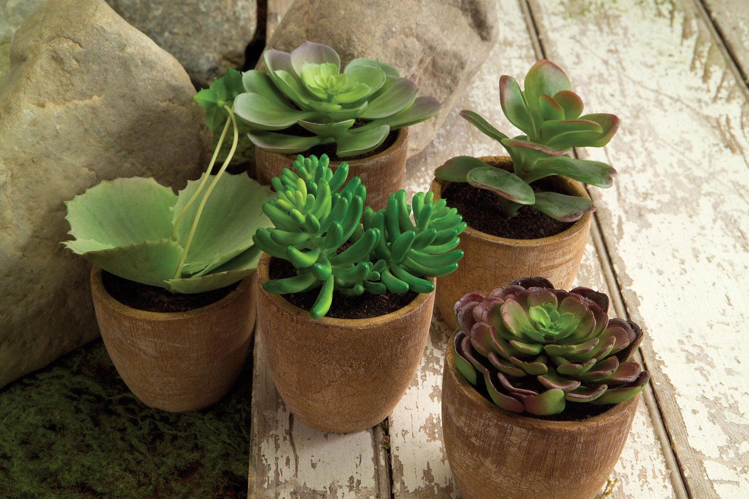 Potted Succulent - Signastyle Boutique
