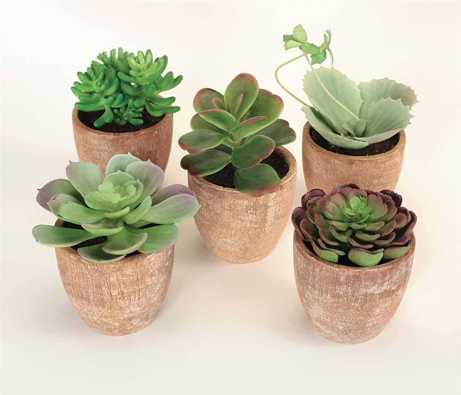 Potted Succulent - Signastyle Boutique