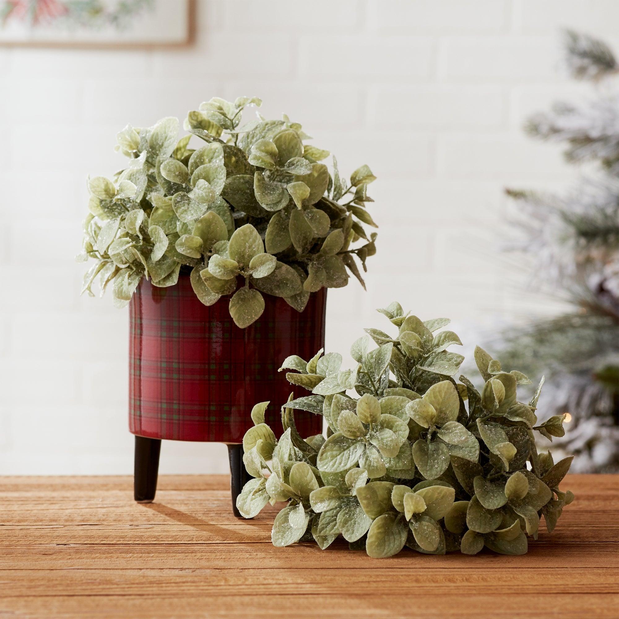 6" Eucalyptus Half Orb - Signastyle Boutique