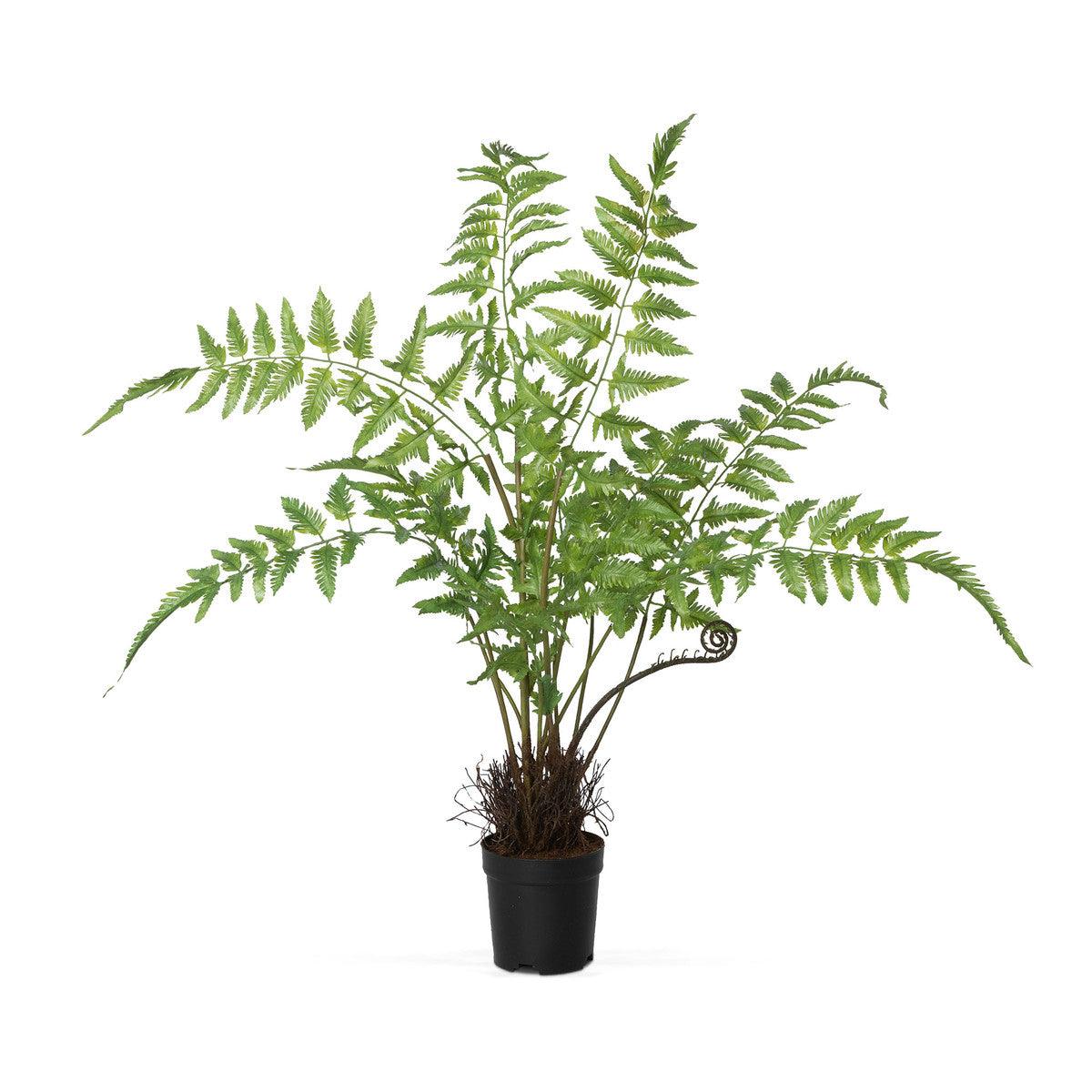 Forest Fern Plant in Growers Pot, Large - Signastyle Boutique
