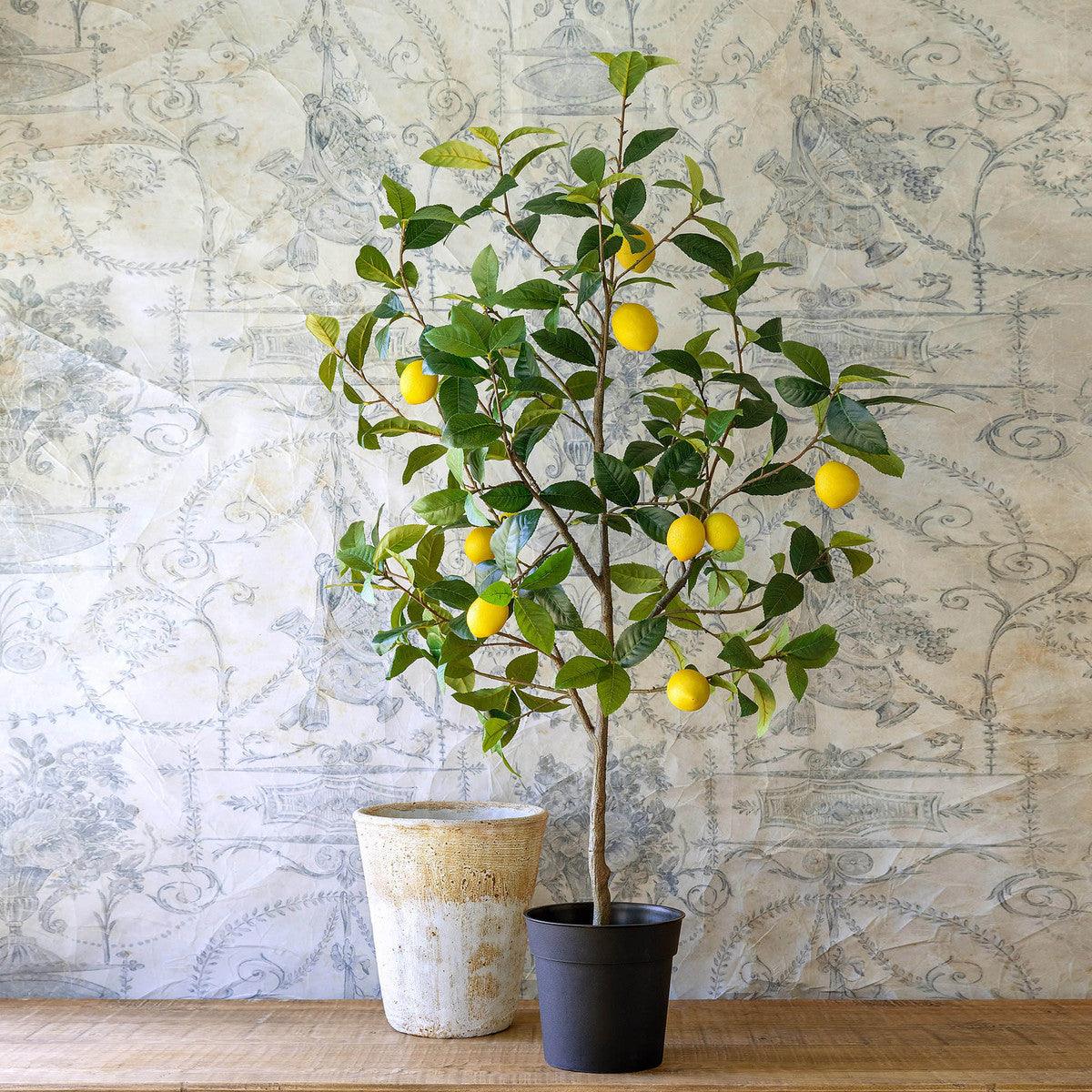 Lemon Tree in Plastic Pot - Signastyle Boutique
