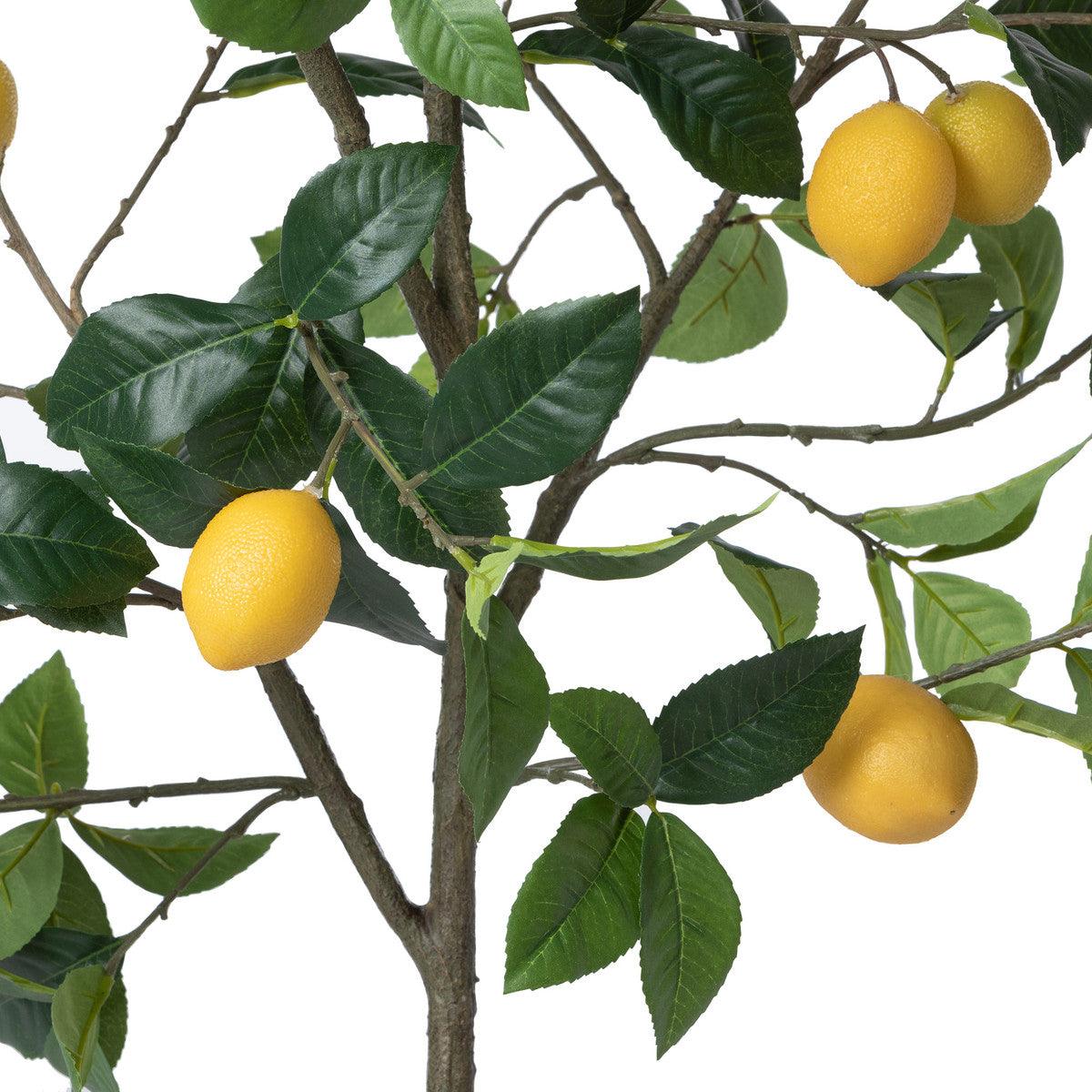 Lemon Tree in Plastic Pot - Signastyle Boutique