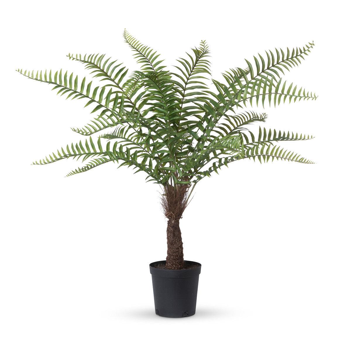 Giant Tree Fern in Growers Pot, 44 in. - Signastyle Boutique