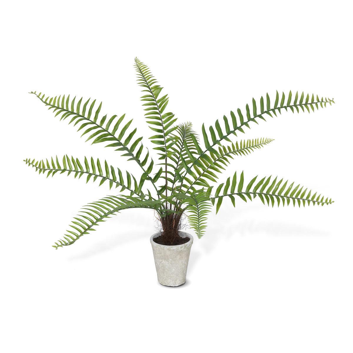 Flat Fern, Potted - Signastyle Boutique