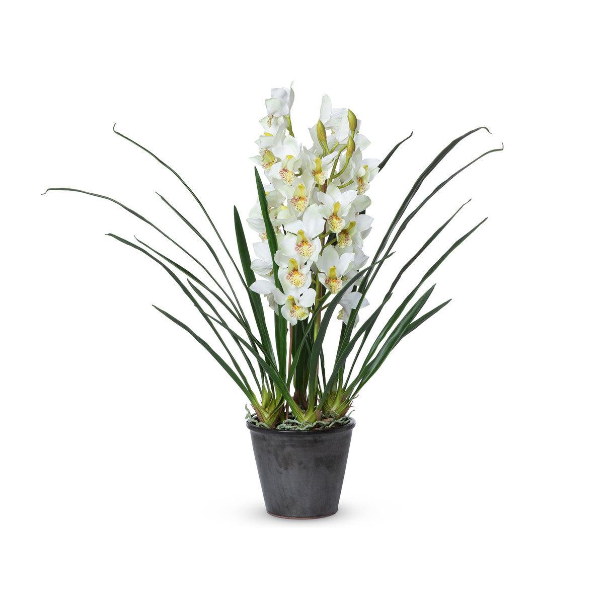 Cymbidium Plant, Potted - Signastyle Boutique