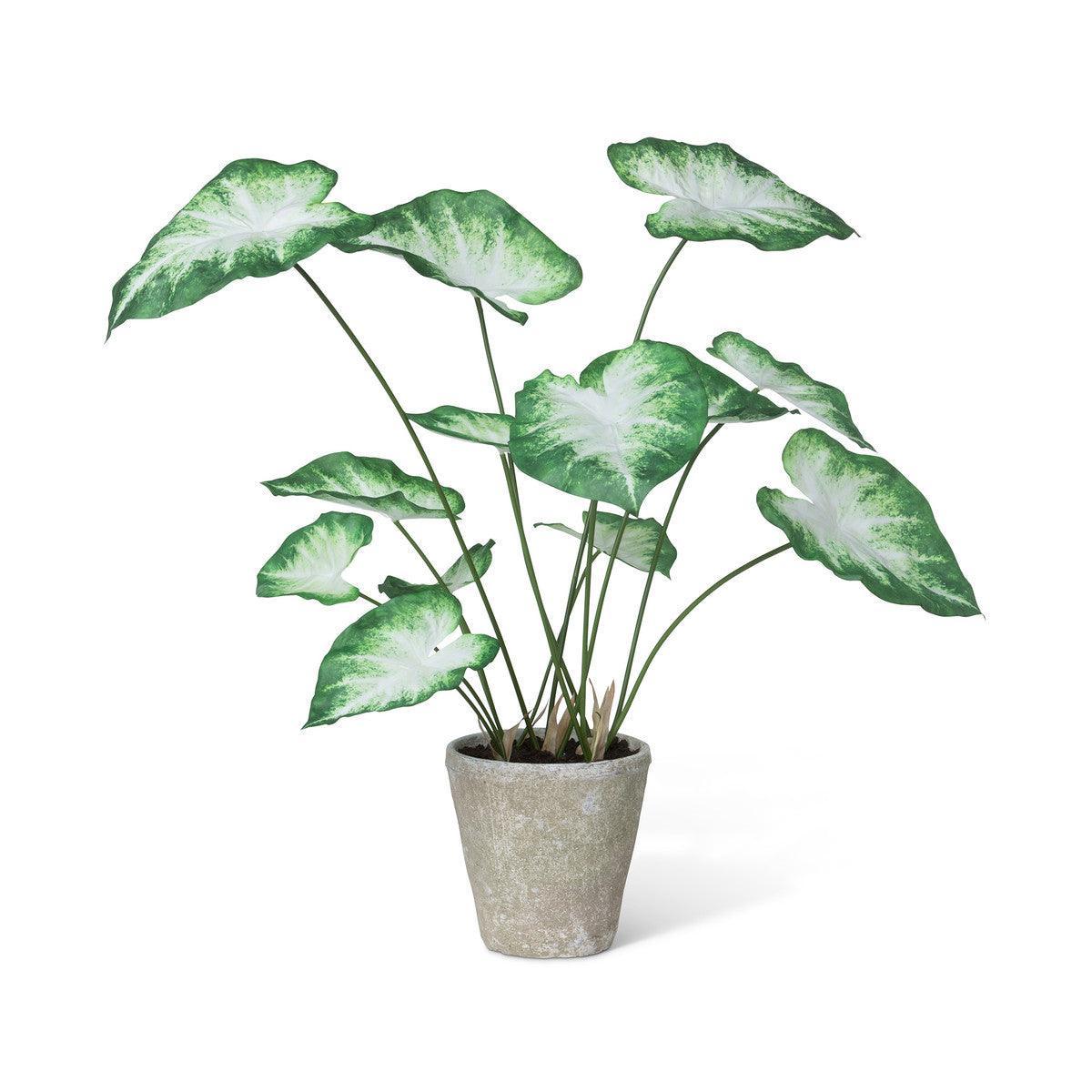 Caladium, Potted, Green White - Signastyle Boutique