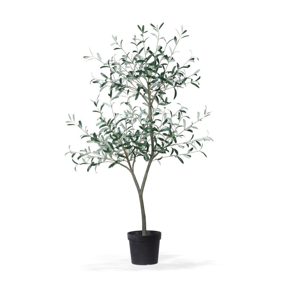 Tuscan Olive Tree in Grower's Pot - Signastyle Boutique
