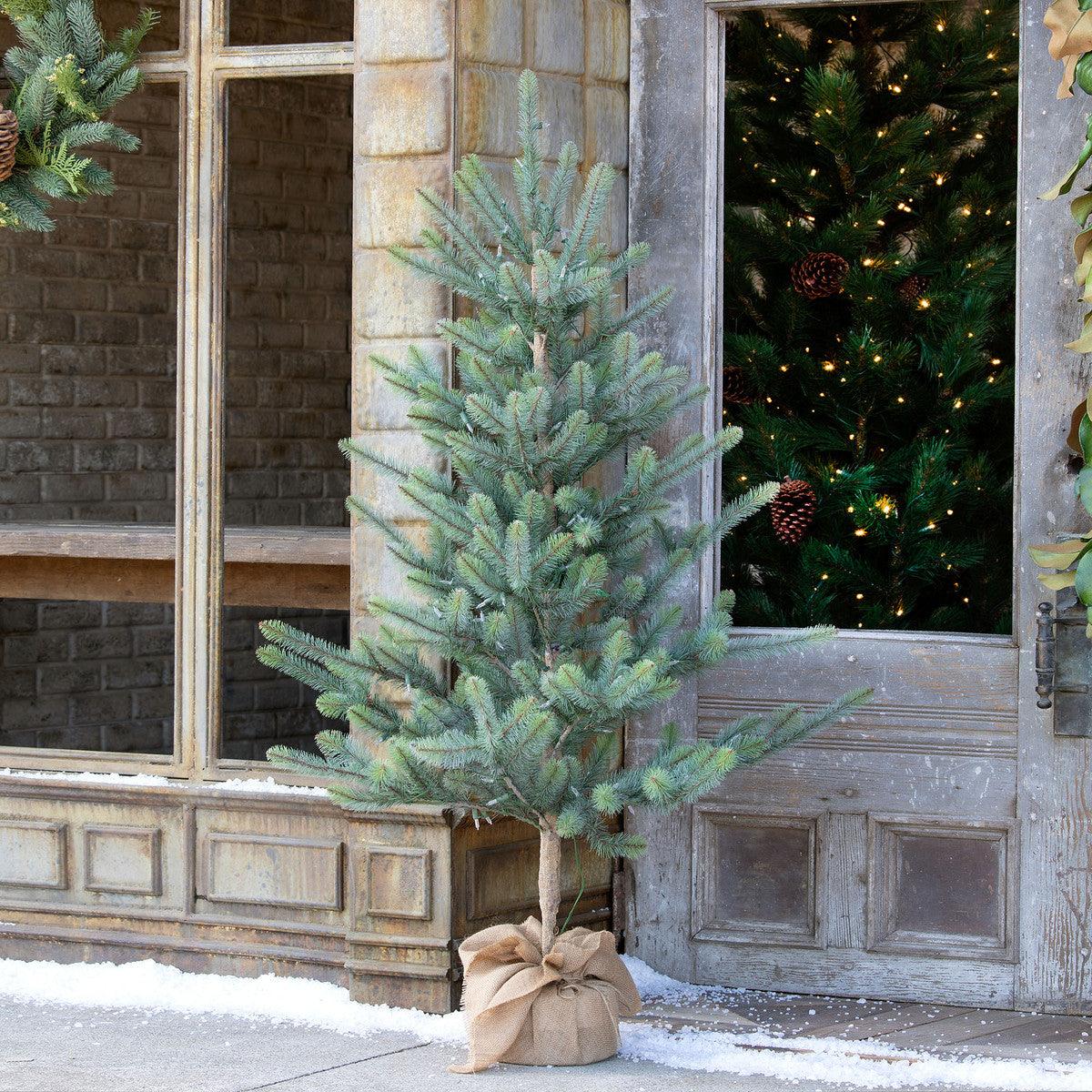 60" Burlap Wrapped Blue Spruce Seedling with LED Battery Lights - Signastyle Boutique