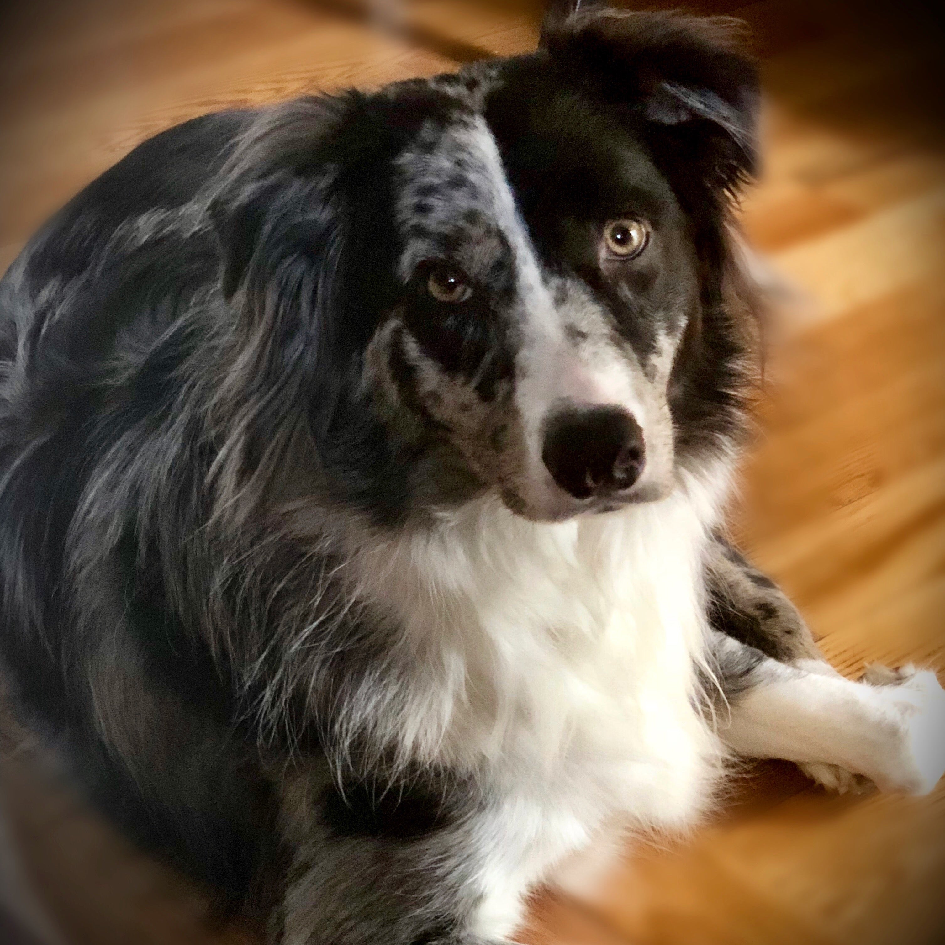 Minx, Australian Shepherd honored by Signastyle Home in support of canine cancer research