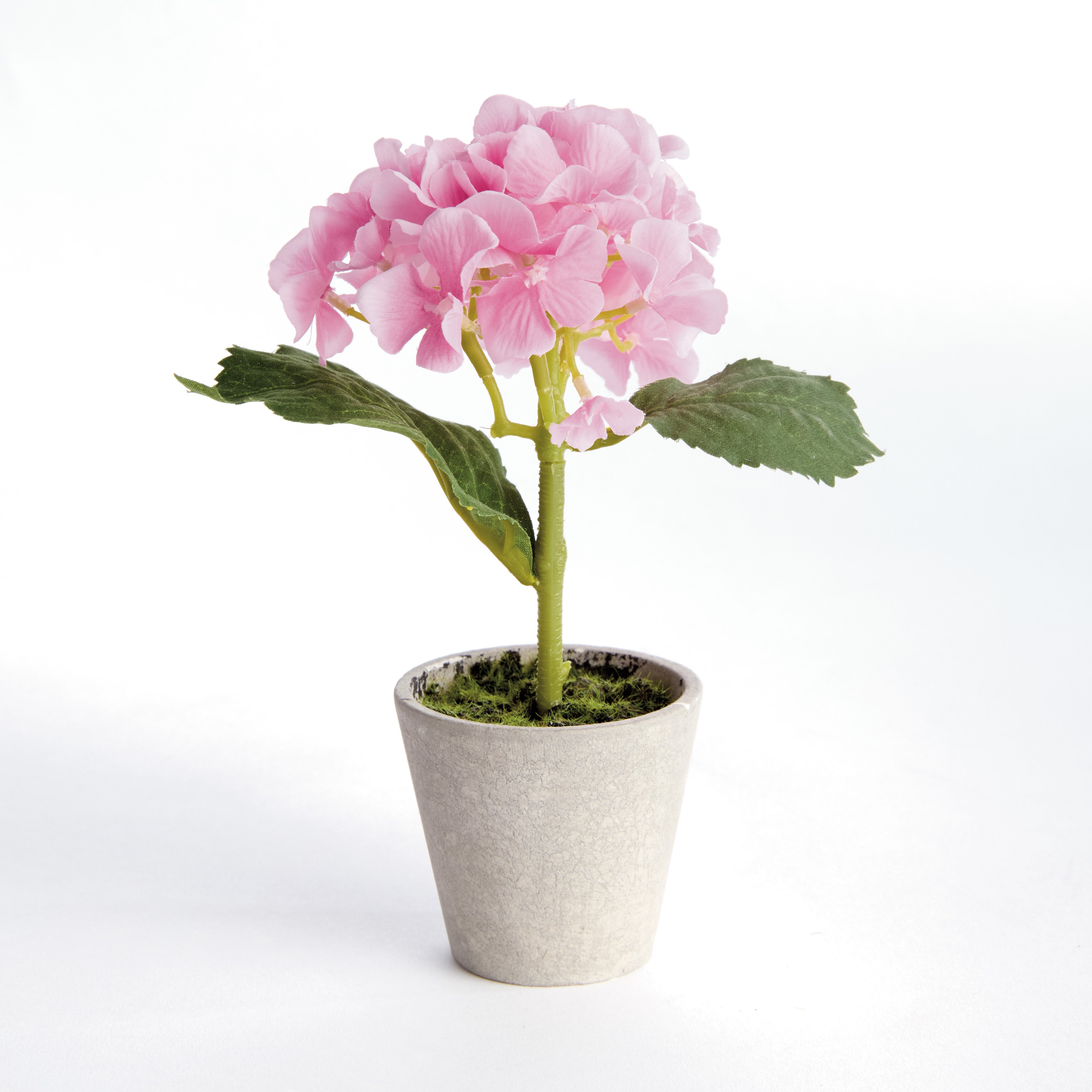 Mini Hydrangea Potted 8
