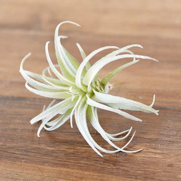 Frosted Tillandsia - 7" - Signastyle Boutique
