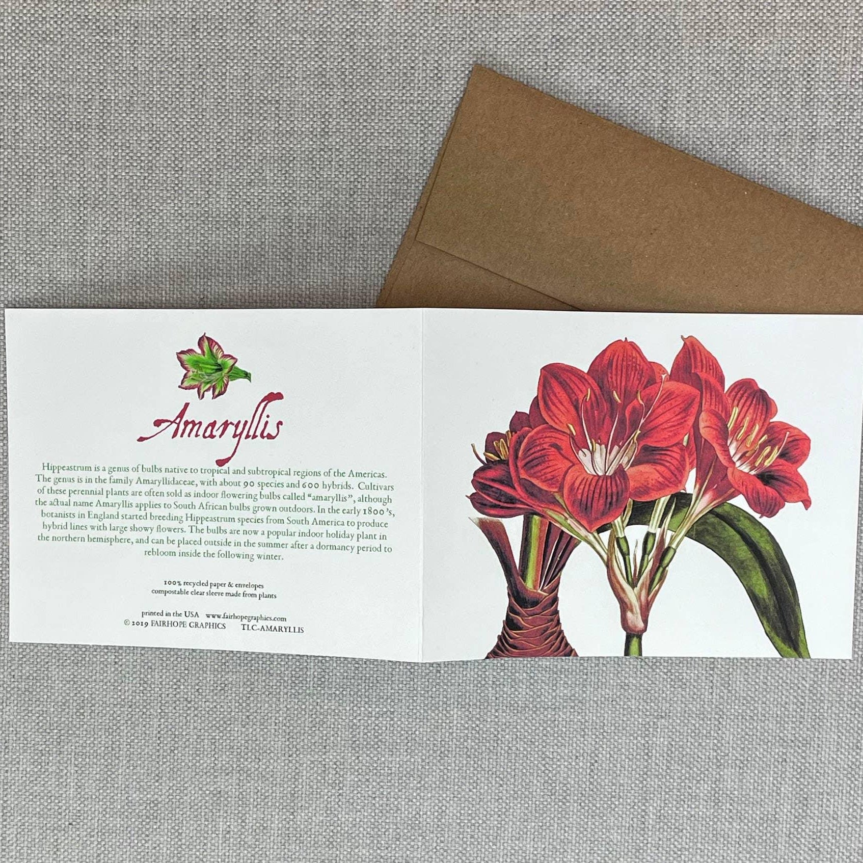 Amaryllis Card - Signastyle Boutique