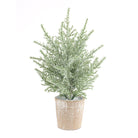 Potted Frosted Icy Pine - Signastyle Boutique
