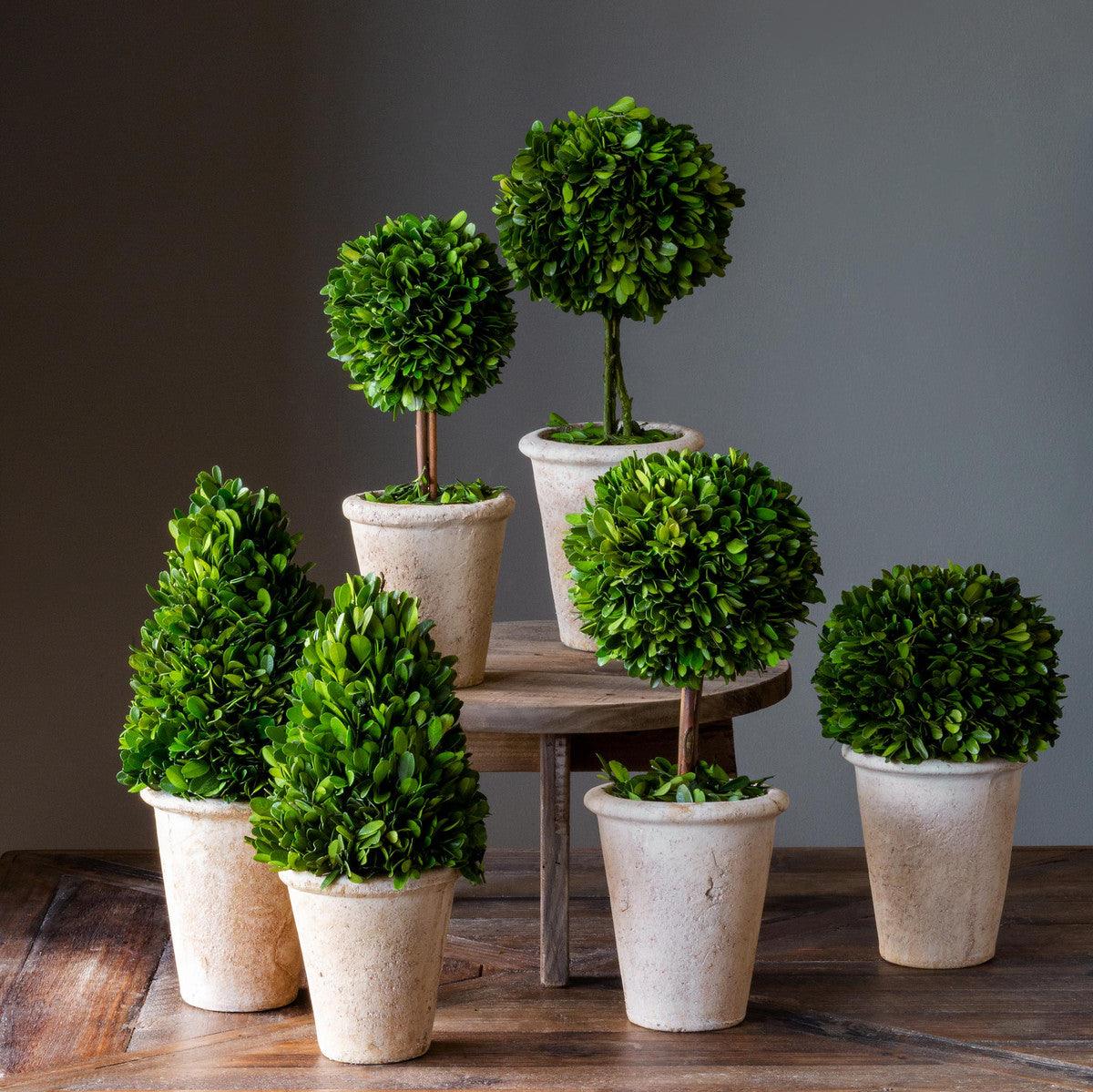 Collection of Boxwood Topiaries, Set of 6, Assorted Sizes - Signastyle Boutique