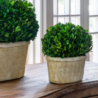 Potted Oval Preserved Boxwood, Small - Signastyle Boutique