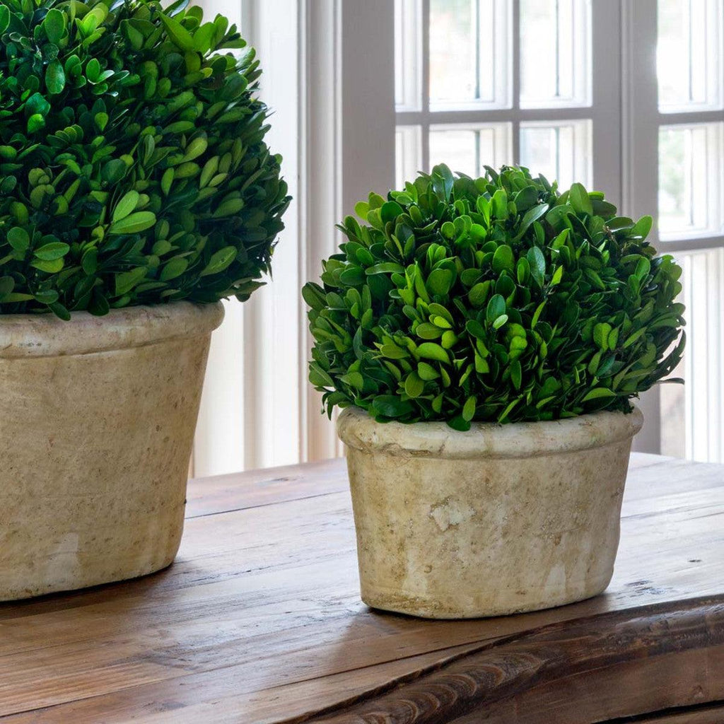 Potted Oval Preserved Boxwood, Small-Dried botanical-Rustic Barn Boutique