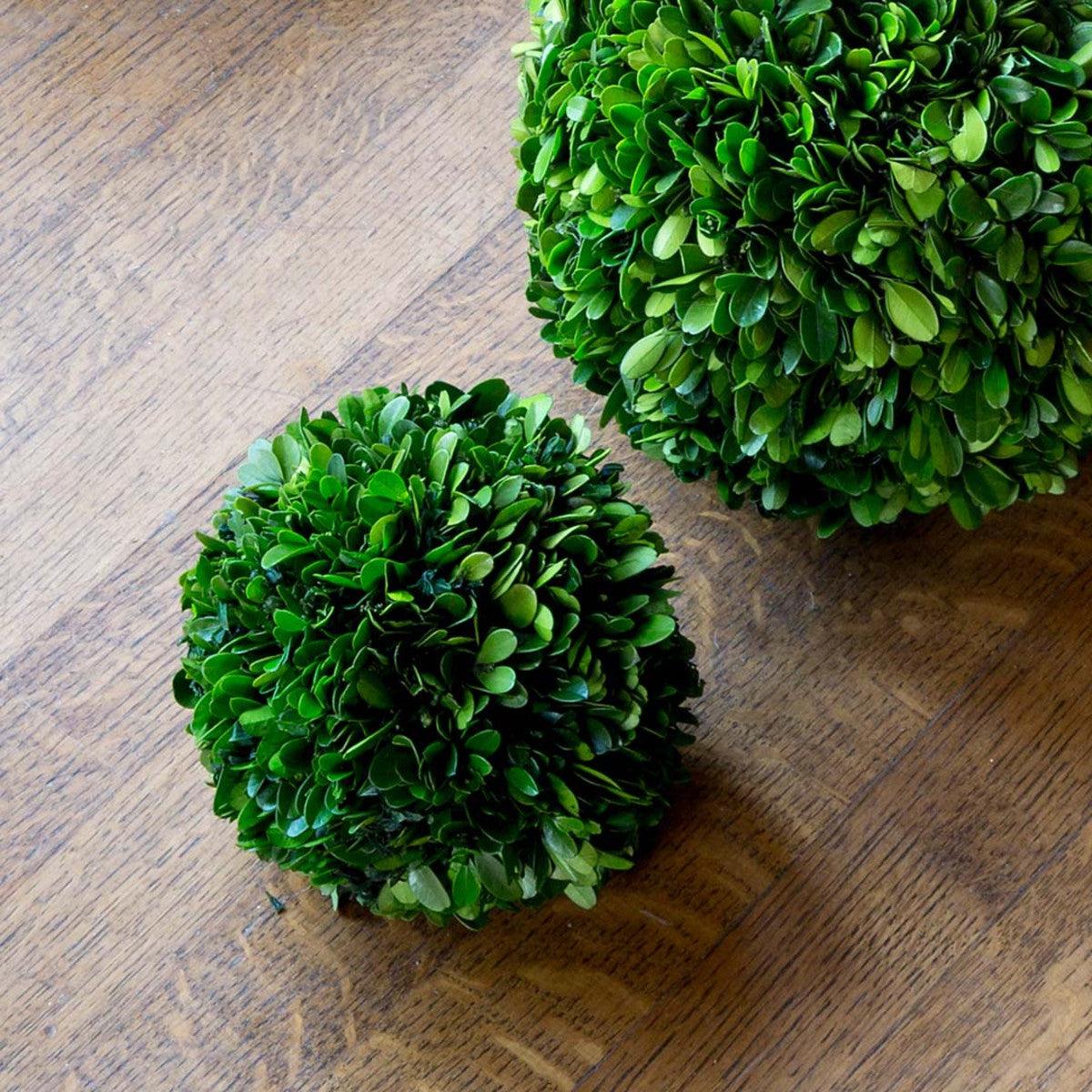 Preserved Boxwood Ball, 6" - Signastyle Boutique