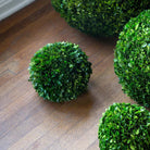 Preserved Boxwood Ball, 10" - Signastyle Boutique
