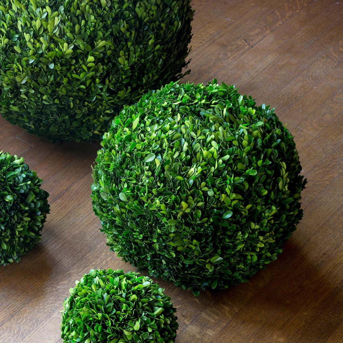 Preserved Boxwood Ball, 16" - Signastyle Boutique