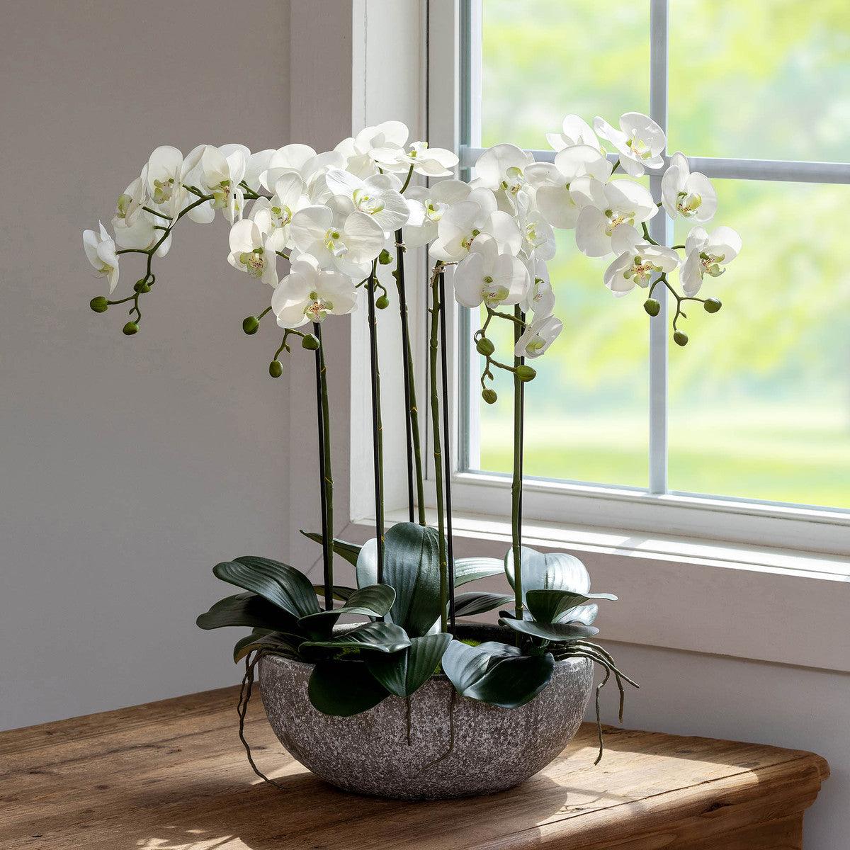 Phalaenopsis Orchid Plant in Concrete Bowl - Signastyle Boutique