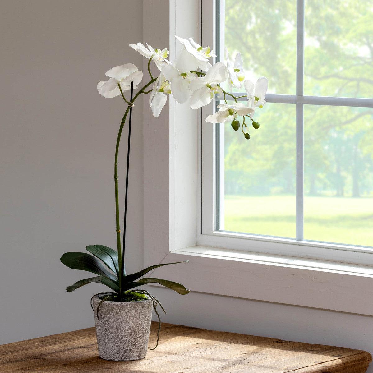 Phalaenopsis Orchid Plant in Concrete Pot, Large - Signastyle Boutique