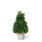 Mountain Savory Cone Topiary, Small - Signastyle Boutique