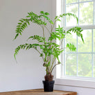 Forest Fern Plant in Growers Pot, Large - Signastyle Boutique