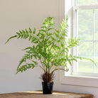 Forest Fern Plant in Growers Pot, Small - Signastyle Boutique