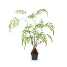 Forest Fern Plant in Growers Pot, Small - Signastyle Boutique