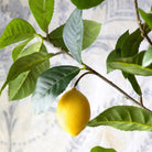 Lemon Tree in Plastic Pot - Signastyle Boutique