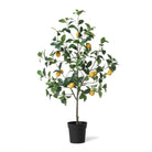 Lemon Tree in Plastic Pot - Signastyle Boutique
