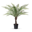 Giant Tree Fern in Growers Pot, 44 in. - Signastyle Boutique