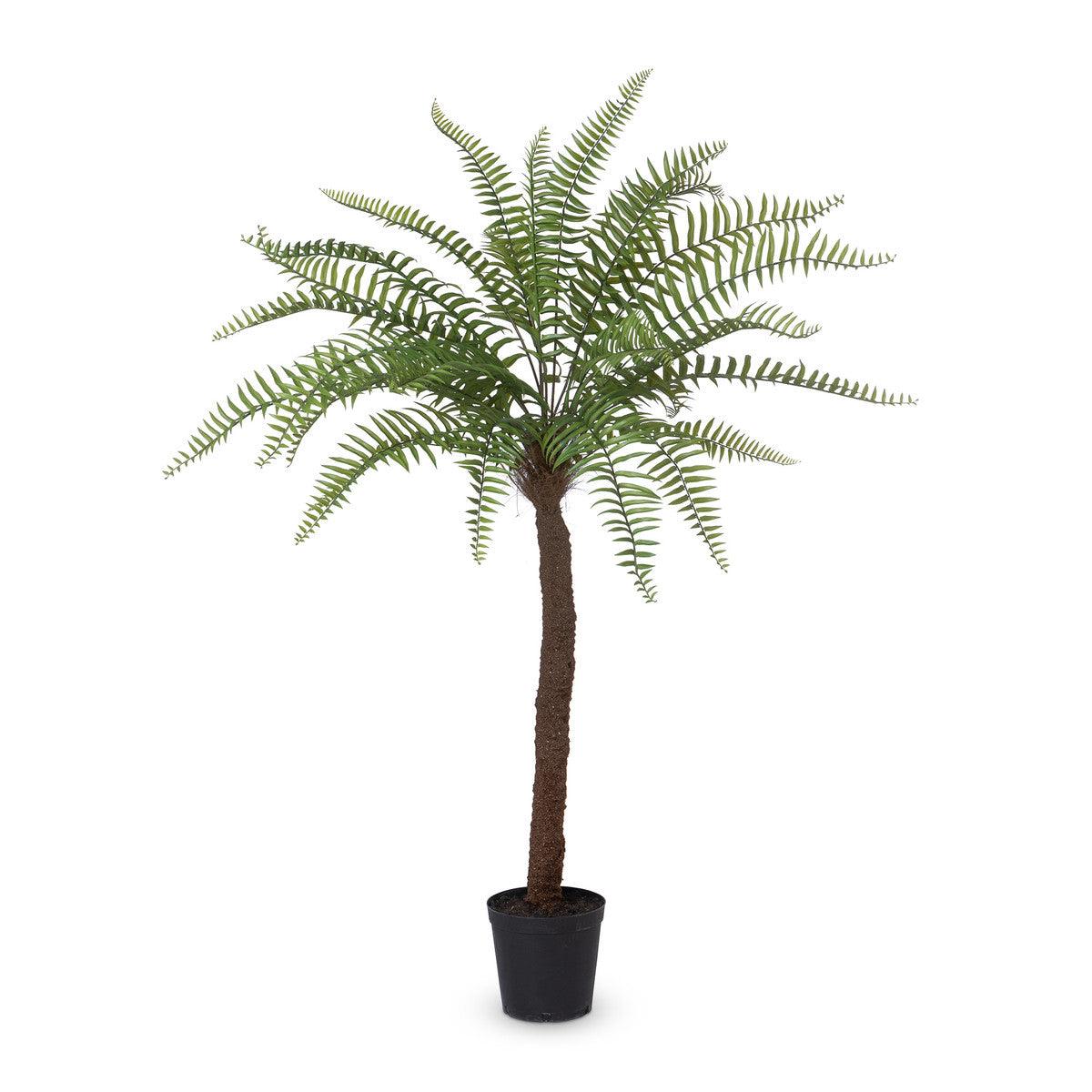 Giant Tree Fern in Growers Pot, 83 in. - Signastyle Boutique