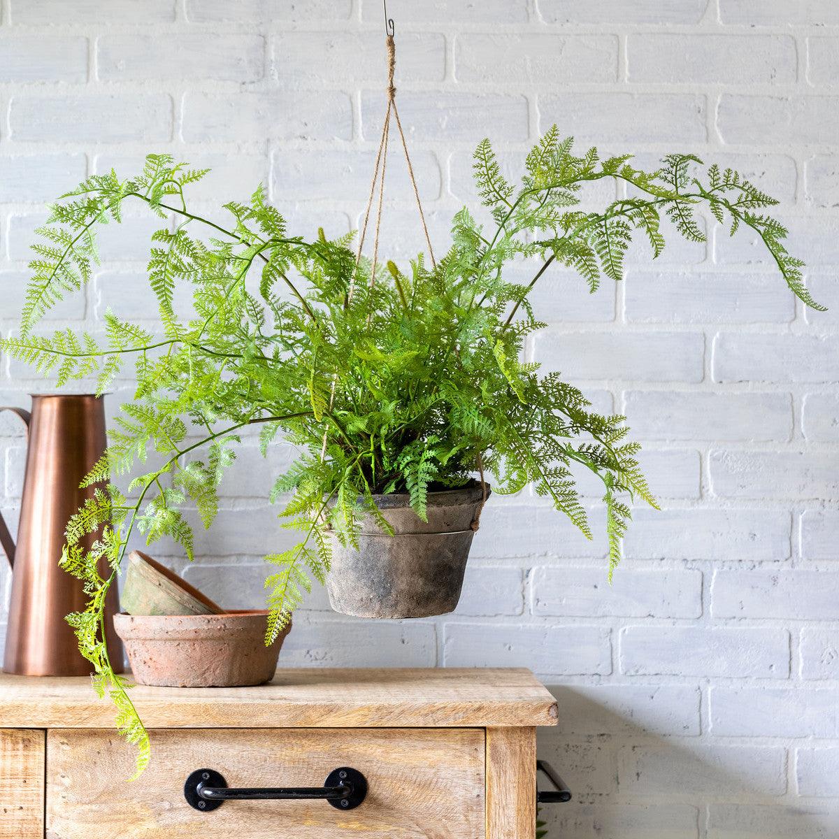 Potted Hanging Fern, Large - Signastyle Boutique