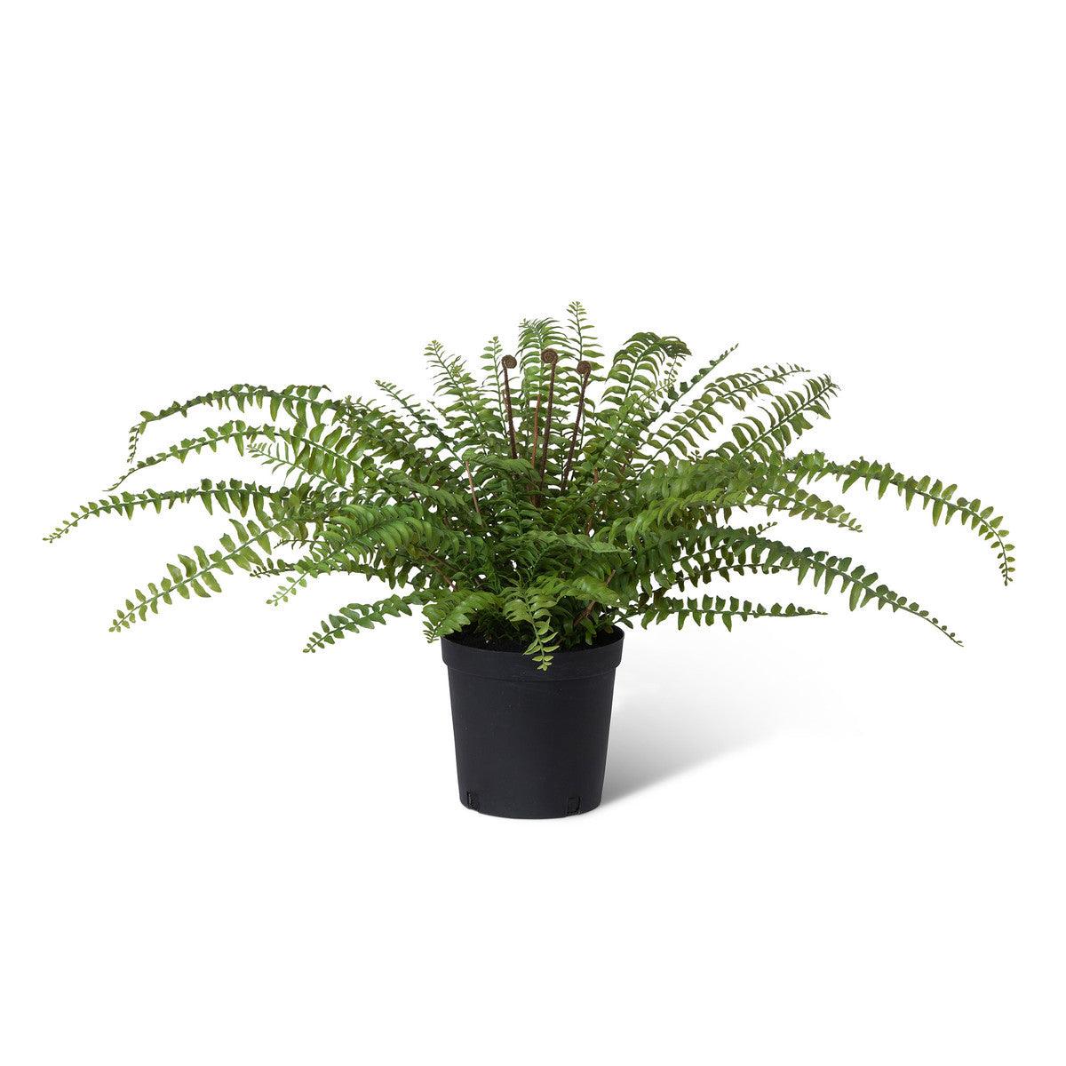 Fern In Growers Pot - Signastyle Boutique