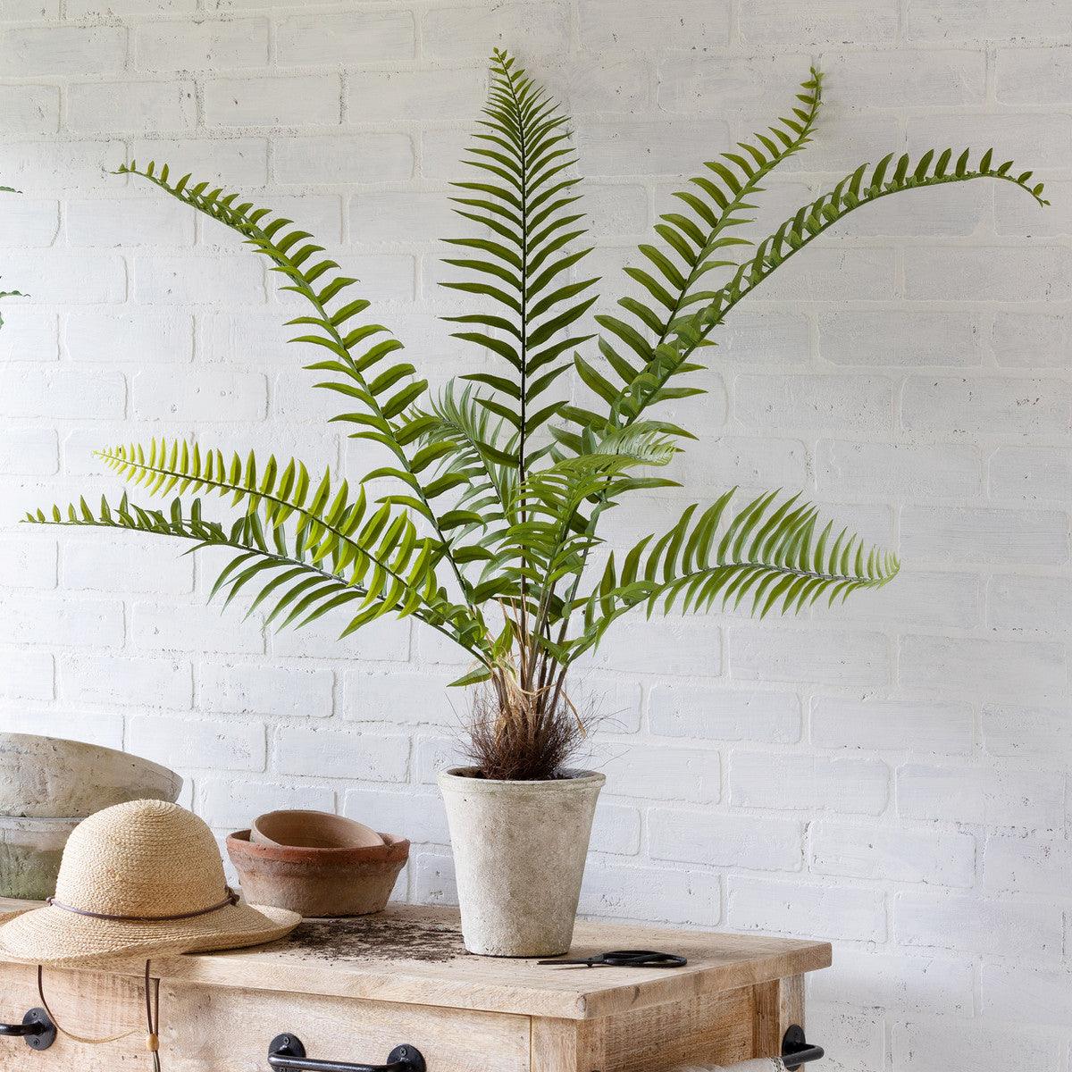 Flat Fern, Potted - Signastyle Boutique