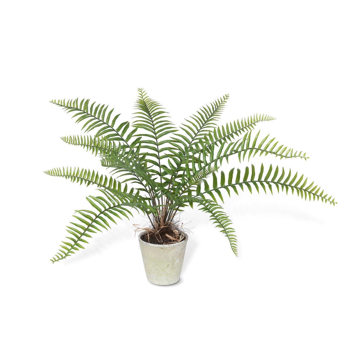 Large Flat Fern, Potted - Signastyle Boutique