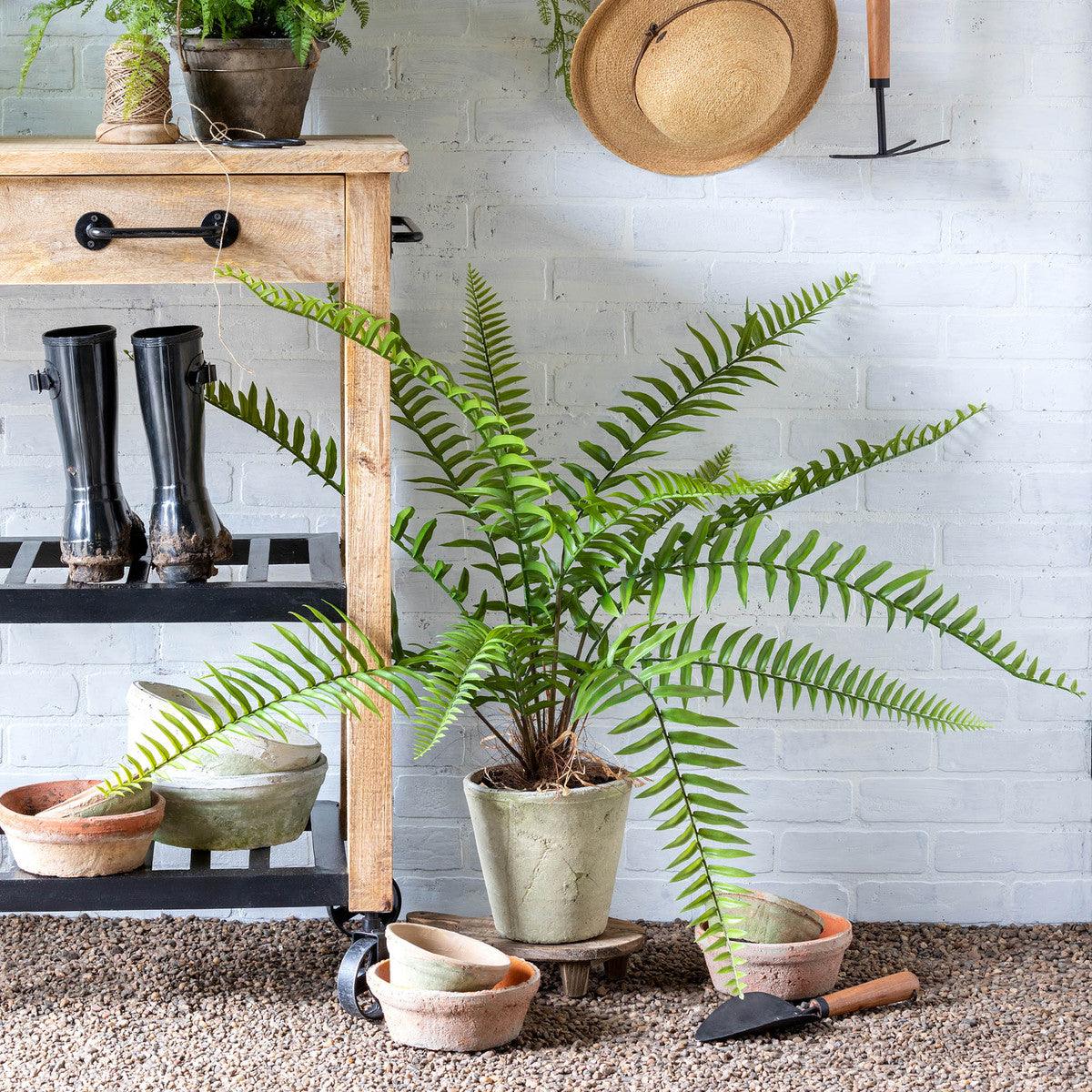 Large Flat Fern, Potted - Signastyle Boutique