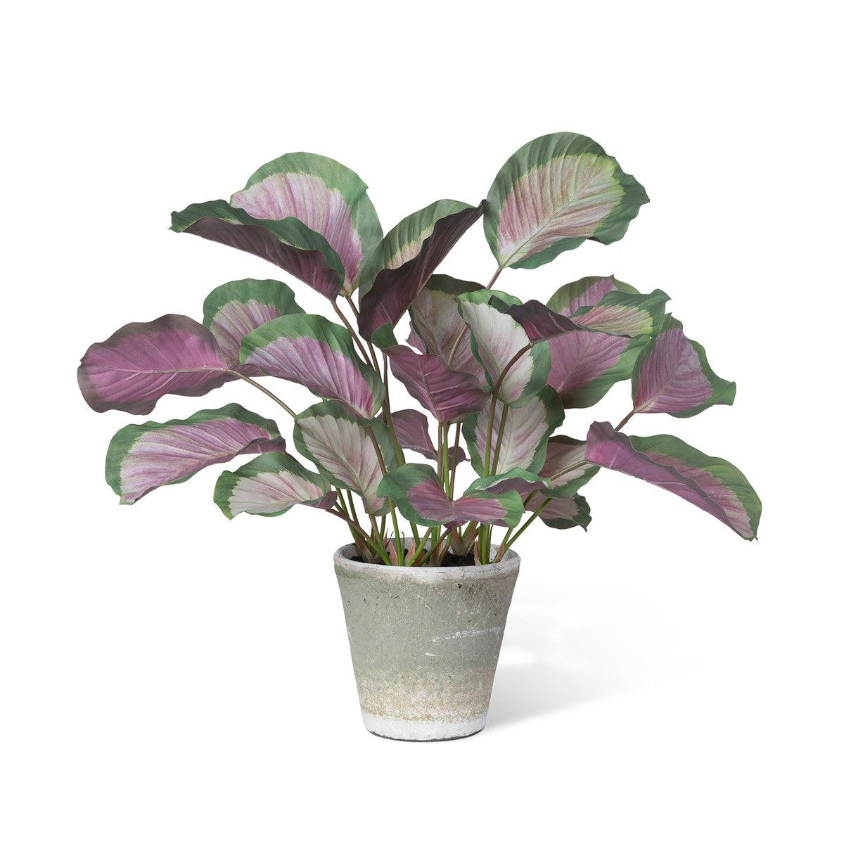 Calathea Plant, Potted, Pink Green - Signastyle Boutique