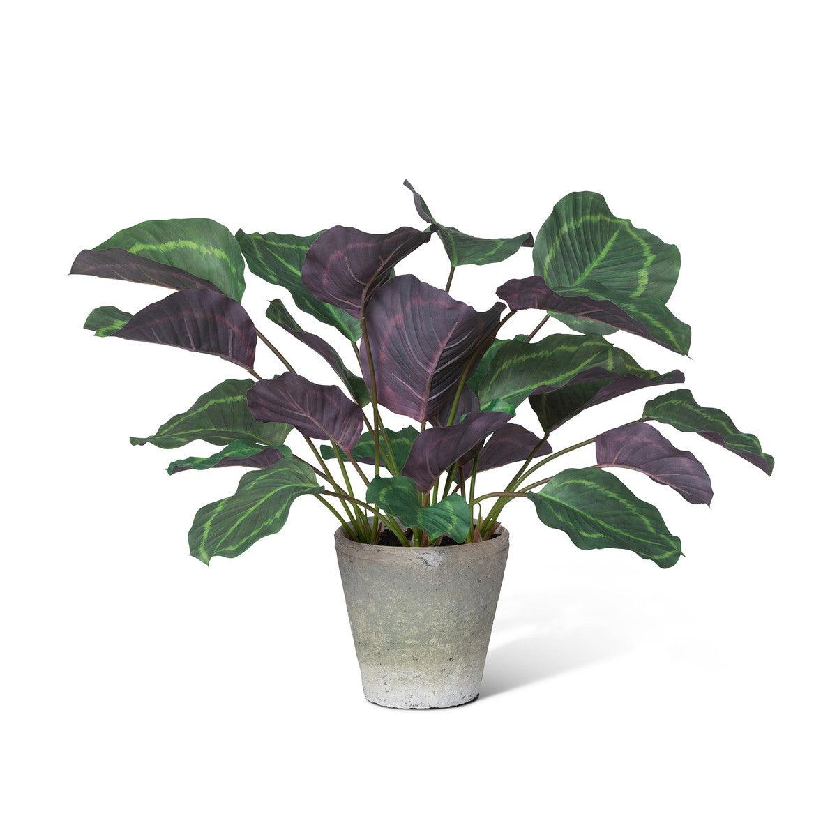Calathea Plant, Potted, Green - Signastyle Boutique