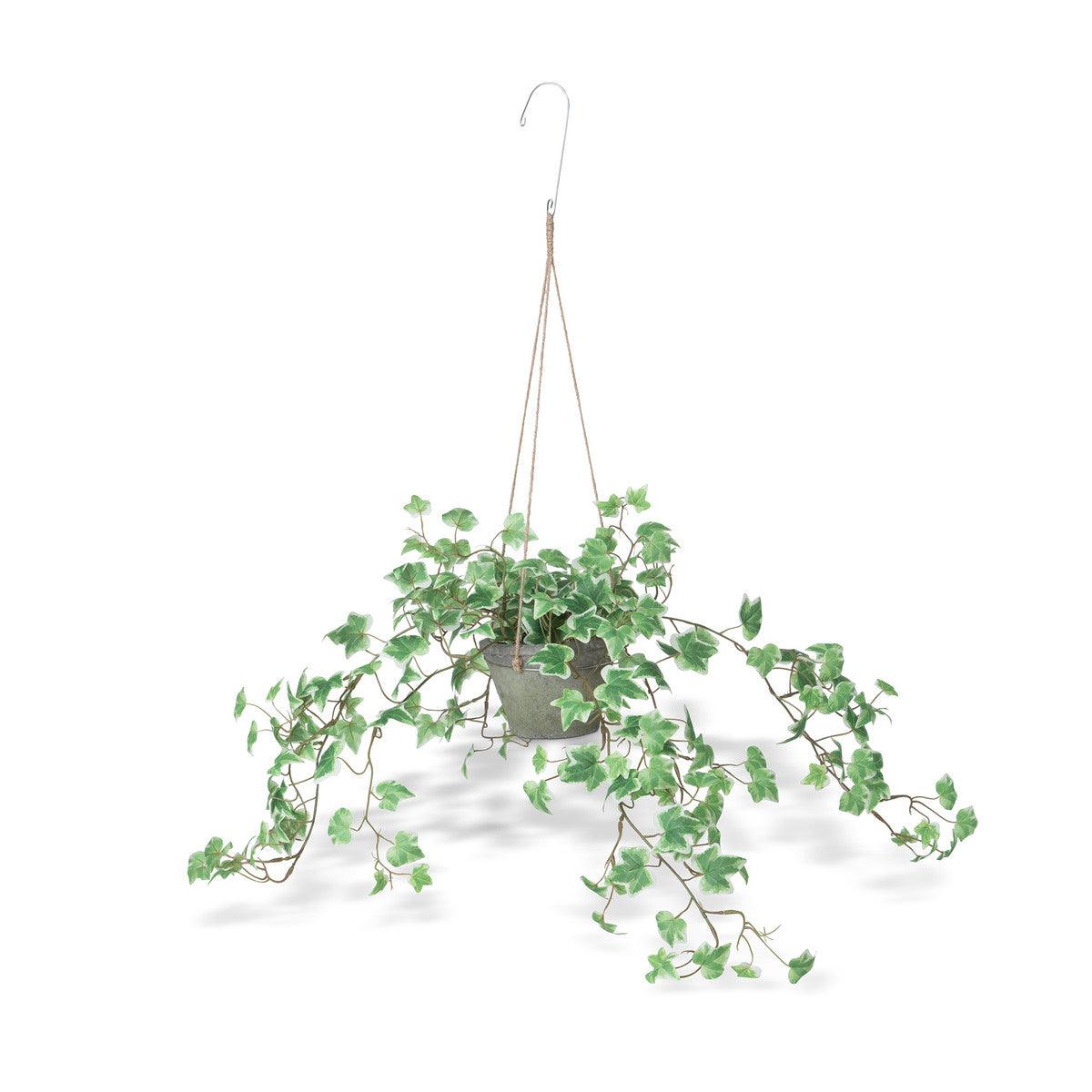 Variegated Ivy Plant, Hanging - Signastyle Boutique