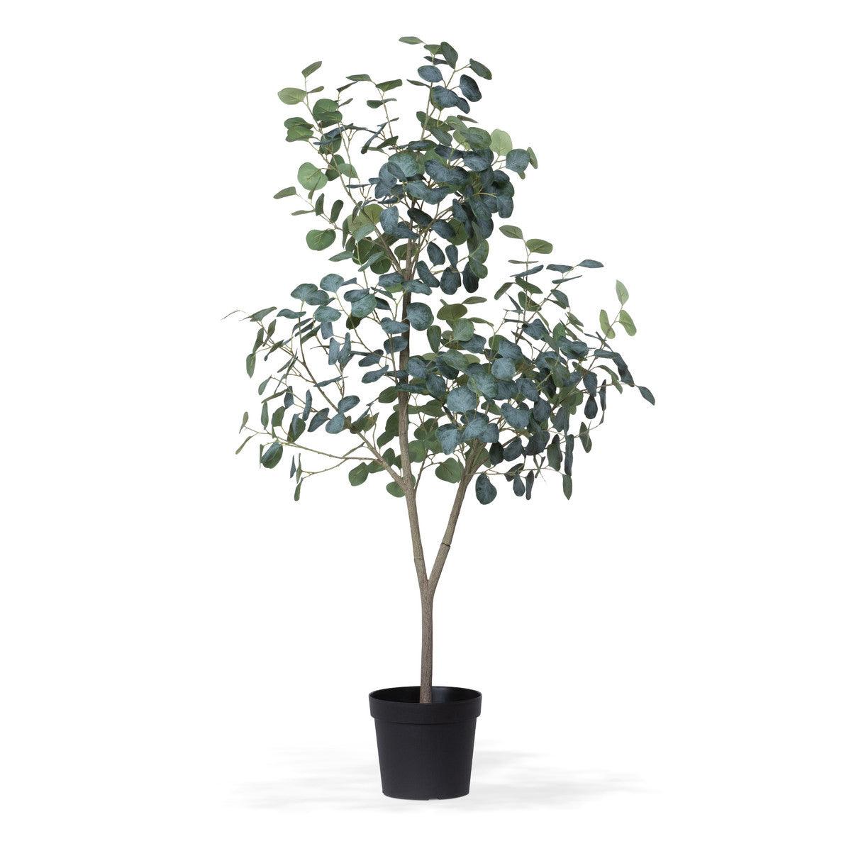 Eucalyptus Tree in Grower's Pot, 60" - Signastyle Boutique