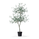Tuscan Olive Tree in Grower's Pot - Signastyle Boutique