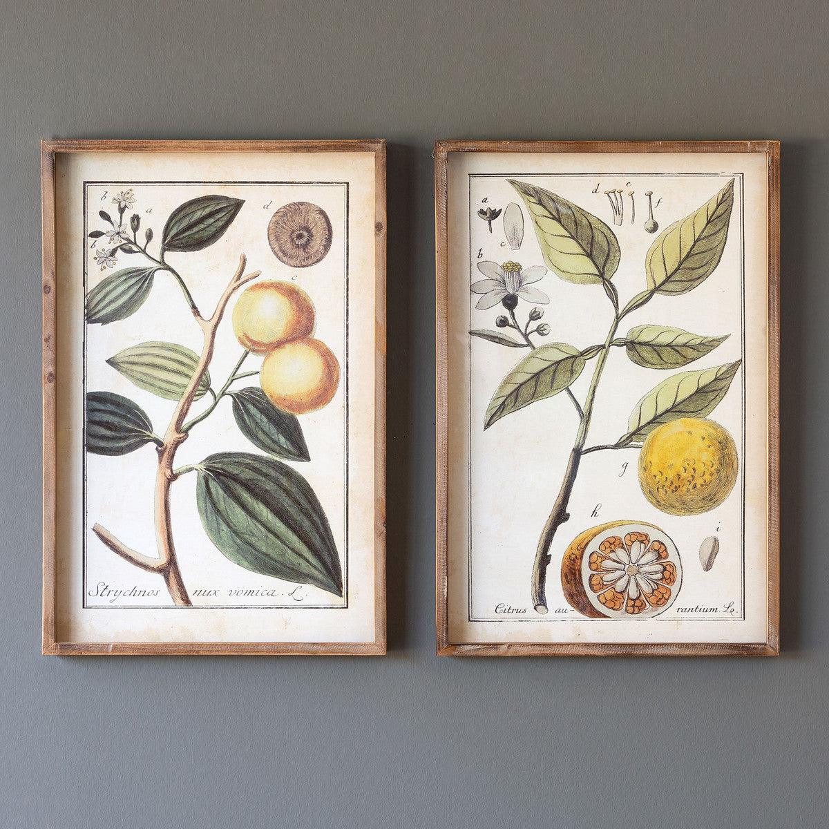 Botanical Study Citrus Prints, 2 Assorted Styles - Signastyle Boutique