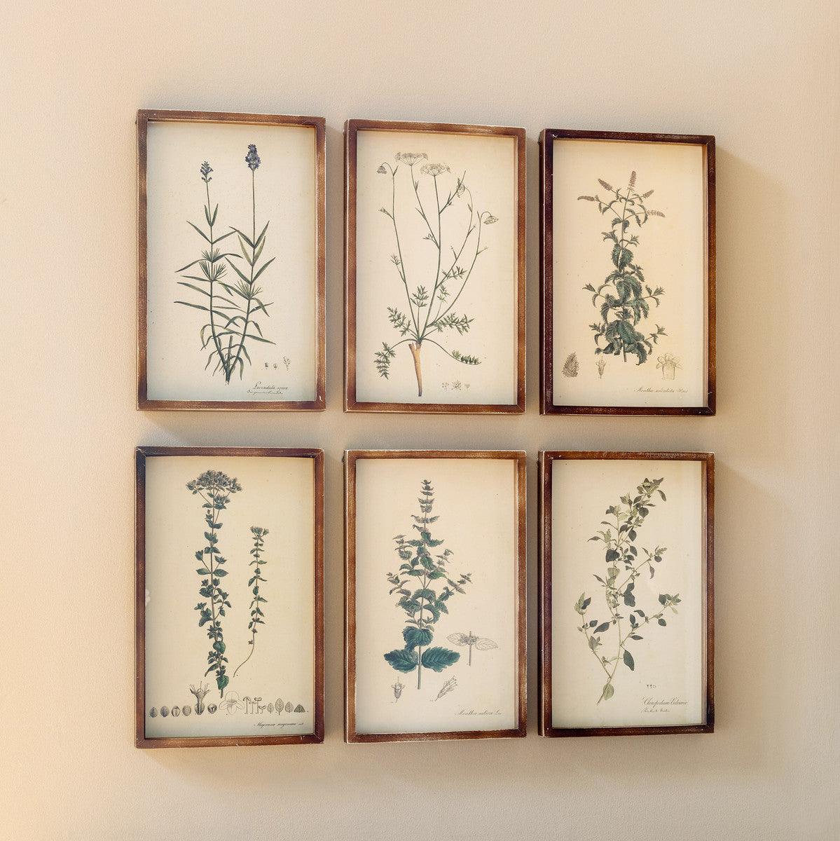 Collected Botanical Framed Prints, Set of 6 - Signastyle Boutique