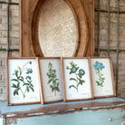 Blue Botanical Framed Prints, Set of 4 - Signastyle Boutique