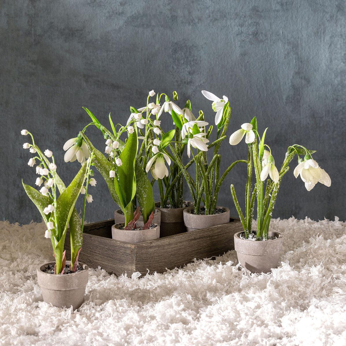 Winter Bulb Planting Flat - Signastyle Boutique