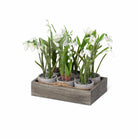 Winter Bulb Planting Flat - Signastyle Boutique