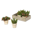 Winter Evergreen Planting Flat - Signastyle Boutique